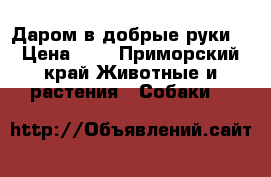 Даром в добрые руки  › Цена ­ 0 - Приморский край Животные и растения » Собаки   